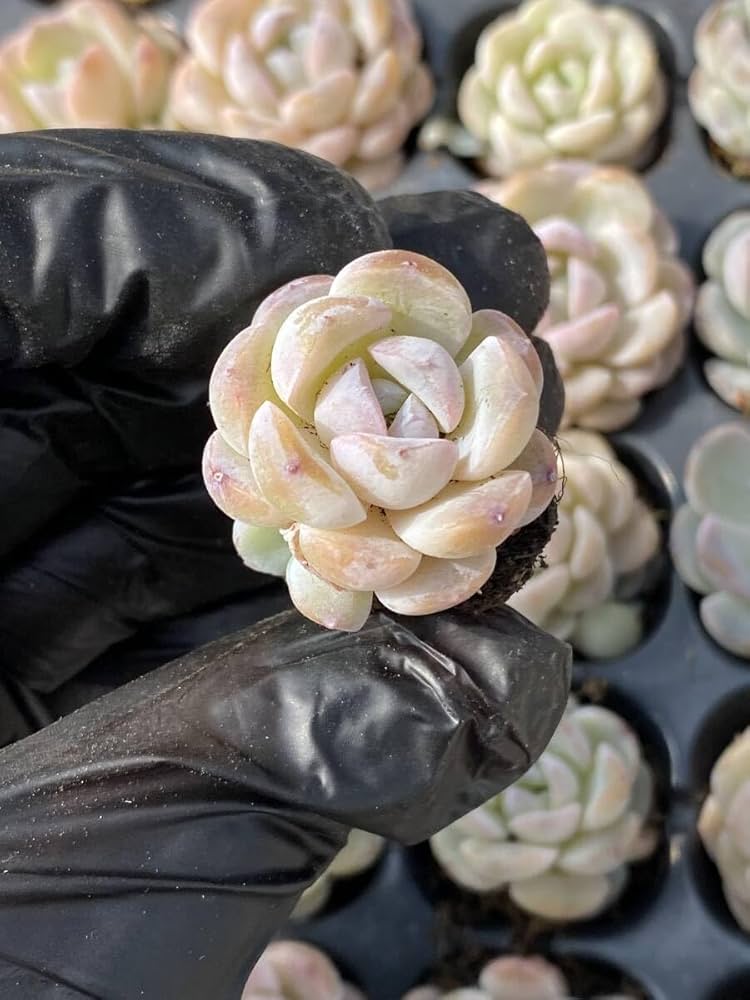 Amazon.co.jp: 20株Y188多肉植物 エケベリア雪顔超美苗 サボテン